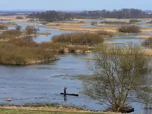 Biebrza River in Burzyn during spring