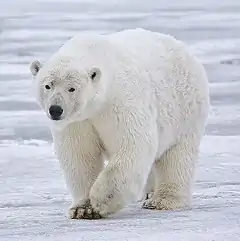 White bear on snow