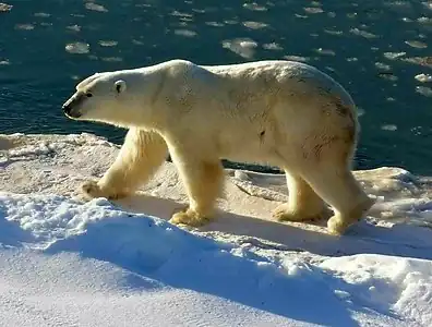 Polar bears, among the largest bears, are vulnerable to global warming.