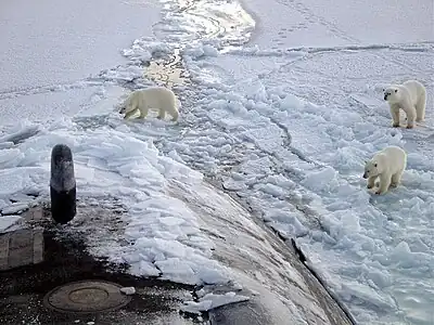 Image 25Three polar bears approach USS Honolulu near the North Pole. (from Arctic Ocean)