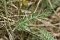 Basal leaves are pinnate with numerous small leaflets.