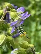 Polemonium vanbruntiae flowers in Vermont on June 23