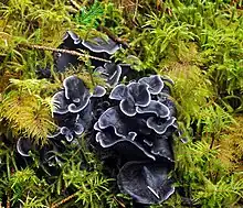 A bluish-purple fungus made of a cluster of fan- or funnel-shaped ruffled segments fused at a common base. Specimen is growing in a bed of green moss.