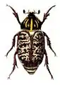 Illustration of a female of Polyphylla fullo from Calwer's Käferbuch, 1876