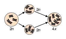 Image 15Speciation via polyploidy: A diploid cell undergoes failed meiosis, producing diploid gametes, which self-fertilize to produce a tetraploid zygote. In plants, this can effectively be a new species, reproductively isolated from its parents, and able to reproduce. (from Speciation)