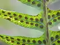 Polypodium vulgare, sorus detail