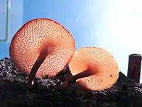 Polyporus sp. fruit bodies with stalk (Indonesia)