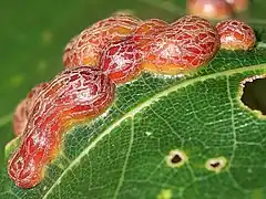 closeup view of galls