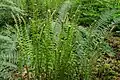 Plant with young fronds