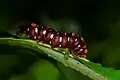 Late instar