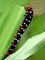 Polytela gloriosae (lily moth) larva feeding the leaf