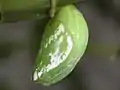 Pupa