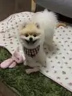 Toy-sized Pomeranian