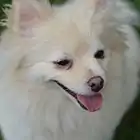 Full-grown Pomeranian