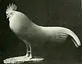 Coq