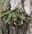 Unlike loblolly pines, pond pines have the ability to grow needles directly from the trunk.