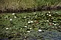 A pond of water lilies and lotuses