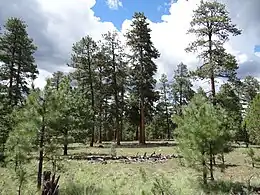 Ponderosa forest near Forest Lakes, AZ