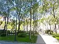 Ash trees in the square