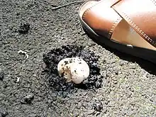 Image 14Agaricus bitorquis mushroom emerging through asphalt concrete in summer (from Mushroom)