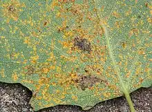 Uredosori of "Melampsora laricipopulina" on a poplar leaf