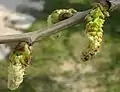 Male catkins