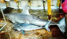 Two sharks lying on a boat deck, the one in front about half the size of the one in back, but otherwise similar in appearance