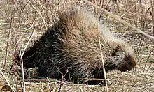 North American porcupine