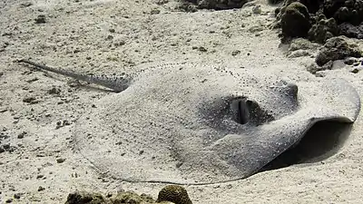 Round ribbontail ray