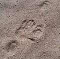 Tracks in sand (next to a human handprint shown for scale)