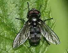 Portevinia