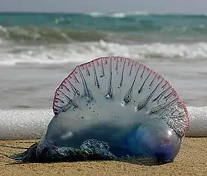 Portuguese man o' war washed up on a beach