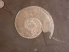 Spiral fossil shell