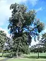 Unidentified elm, south corner of Leith Links, 2016