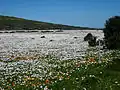 Spring flowers in the Postberg area during August to September