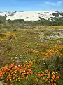 Spring flowers in the Postberg area as they appear from August to September