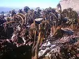 Photo of speckled rocks, and various irregularly-shaped animals