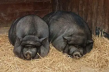 Image 13Pot-bellied pigPhoto credit: Joaquim Alves GasparTwo pot-bellied pigs sleeping. This breed of domestic pig belongs to the same species as the Wild Boar and the common farm pig (Sus domestica), and originated in Vietnam. Most adult pot-bellied pigs are about the size of a medium- or large-breed dog, though their bodies are denser at a weight of 60 to 300 pounds (27 to 136 kg).More selected pictures