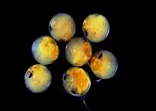 Seven round translucent spheres: inside some of them, a pair of compound eyes can be seen. (from Crustacean)