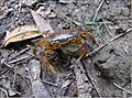 The western shores are home to the crustacean P. isimangaliso