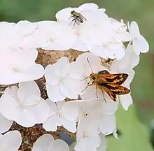 Potanthus flavus from Japan