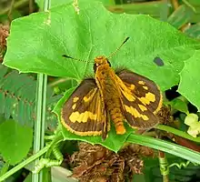 Potanthus pava from Luzon, Philippines