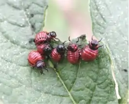 Early (3rd) instar stage of larvae