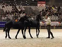 In a show ring, a man presents two black foals in halters.