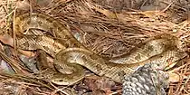 Prairie kingsnake (Lampropeltis calligaster) in Tyler County
