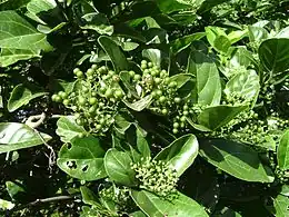 Green leaves with tiny green fruit