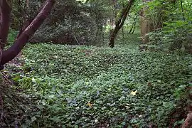 View from entrance of possible ice house