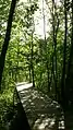 The alder swamp. One of the primeval forest types of Denmark.