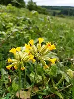 Primroses on the hilltop