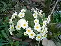 White flowers